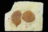 Two Fossil Leaves (Davidia & Beringiaphyllum) - Montana #143778-1